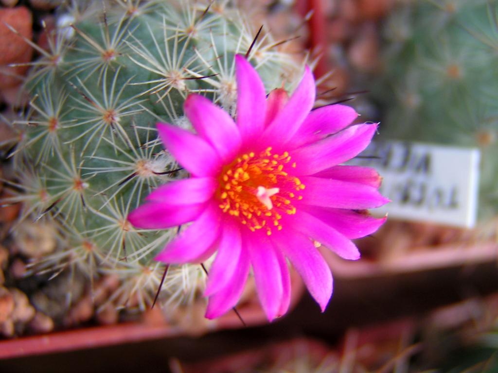 Turbinicarpus viereckii